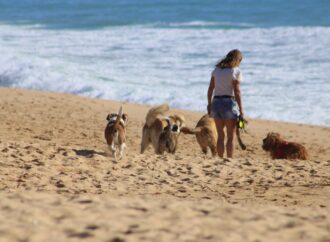 Recolectan  firmas para prohibir la entrada de mascotas a la playa de Acapulco