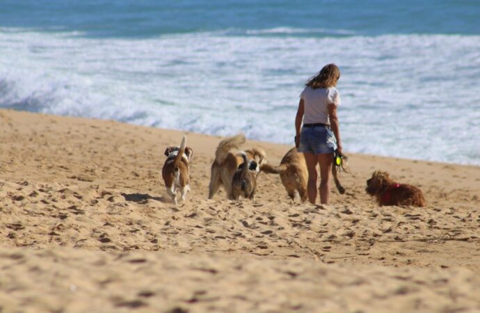 Recolectan  firmas para prohibir la entrada de mascotas a la playa de Acapulco
