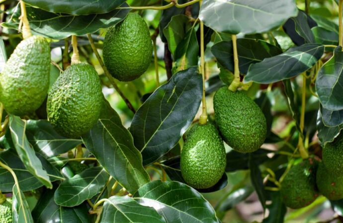 Michoacán buscan establecer plan para regular el cultivo de aguacate