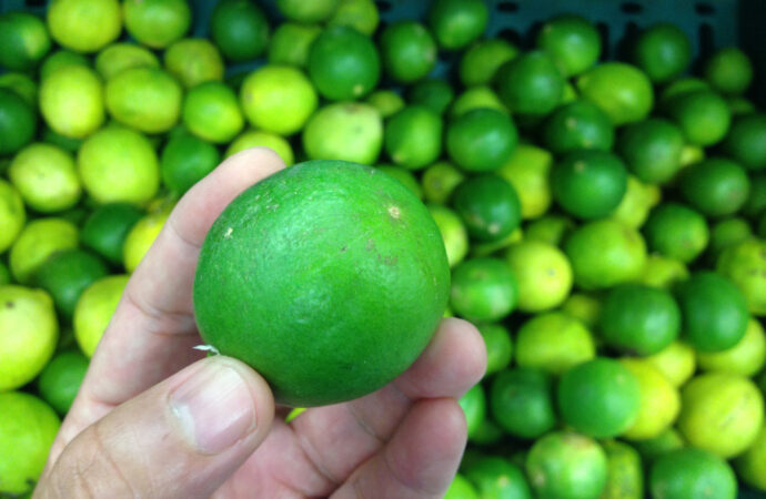 Operan con normalidad, seis de siete municipios productores limoneros en Michoacán