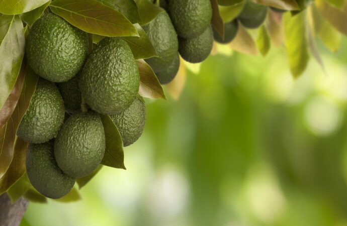 Cortadores y empacadores de aguacate de Michoacán tendrán empleos formales; establecen bases industria y autoridades