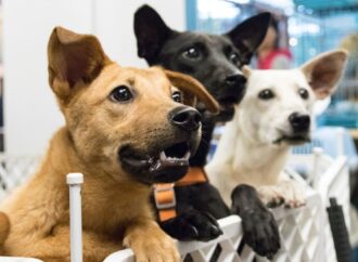 Presentaran iniciativa para  generar espacios para mascotas en mercados municipales