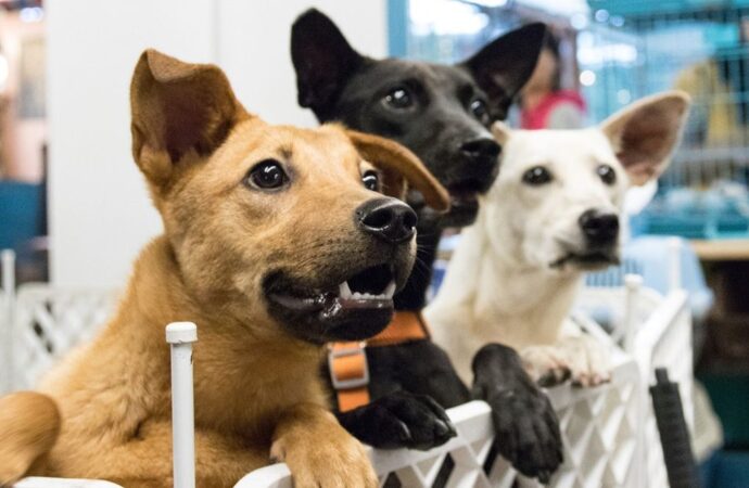 Presentaran iniciativa para  generar espacios para mascotas en mercados municipales