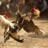 Prohíben las peleas de gallos en Palenque de Octubre