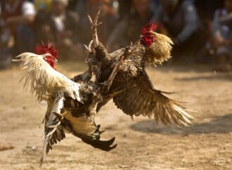 Prohíben las peleas de gallos en Palenque de Octubre