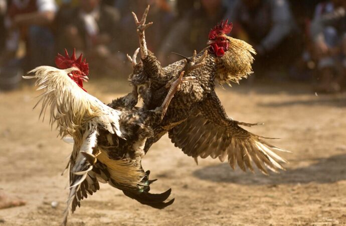 Prohíben las peleas de gallos en Palenque de Octubre