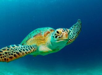 SEMARNAT y PROFEPA hacen operativo para proteger a la tortuga marina
