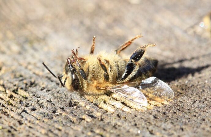 Trabajan para reducir mortandad de abejas en Colima