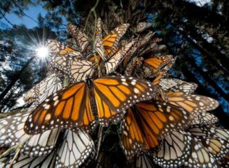 Mariposas Monarca retrasan su llegada  a los  santuarios del Edomex y Michoacán