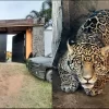 Aseguran un tigre, un jaguar, armas y droga en Ixtlahuacán del Río