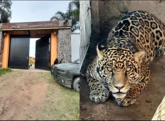 Aseguran un tigre, un jaguar, armas y droga en Ixtlahuacán del Río