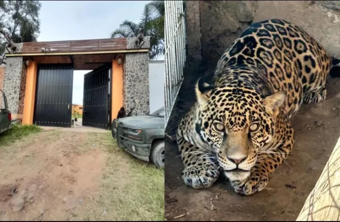 Aseguran un tigre, un jaguar, armas y droga en Ixtlahuacán del Río