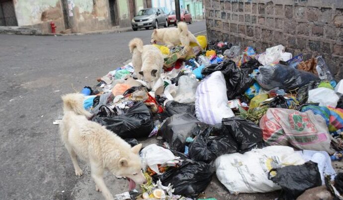 Geraldine Ponce otorgo programa para reducir población de perros y gatos callejeros