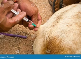 Van 13 mil 500 vacunas contra la rabia aplicadas por el gobierno de Tepic