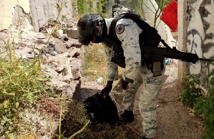 Guardia Nacional asegura mil 557 dosis de aparente droga sintética cristal y de marihuana en Nayarit