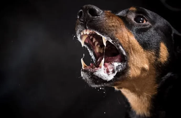 Ya hay el primer caso de rabia canina en 30 años en Colima